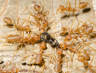 red ant teamwork