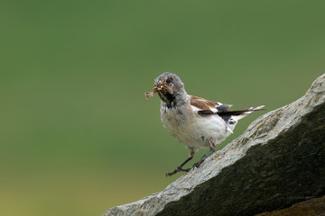 animal