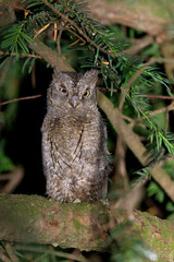 animal