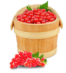 redcurrant in a bucket isolated