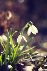 Snowdrop flower. Close-up of a wild snowdrop flower (Galanthus nivalis) in the early spring -toning effect