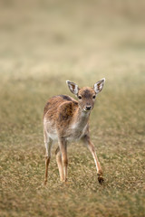 animal
