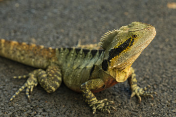 Eastern Water Dragon Lizard