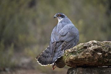 animal