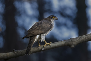 animal