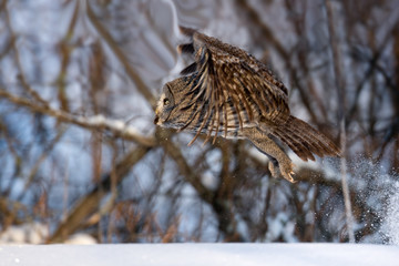 animal