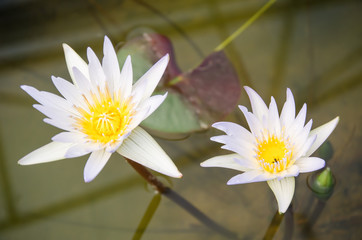 White waterlily flower blossom in pond
