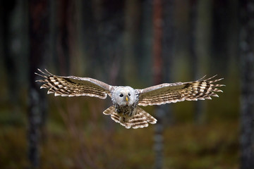 animal