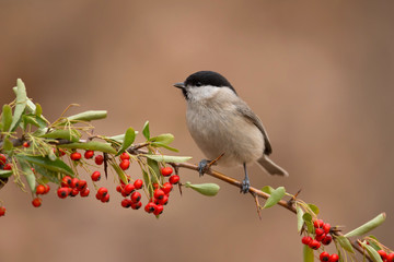animal