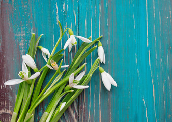 white snowdrops on blue and brown wooden background