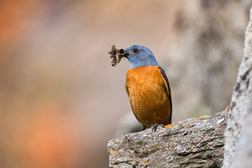 animal