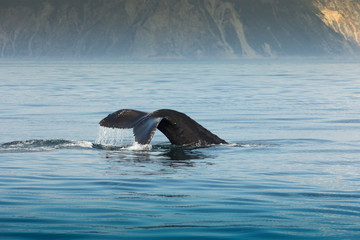 Obraz premium animal