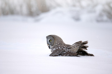 animal