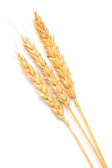 wheat ears