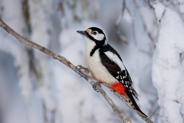 animal