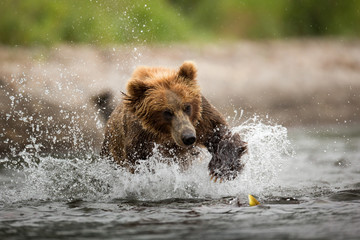 bear