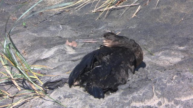Dead bird covered in oil on a contaminated beach