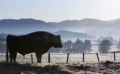 Bull in a paddock on a frosty morning