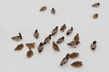Ducks in the snow
