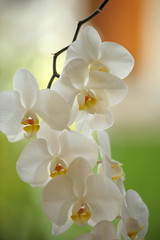 Flower white Orchid closeup