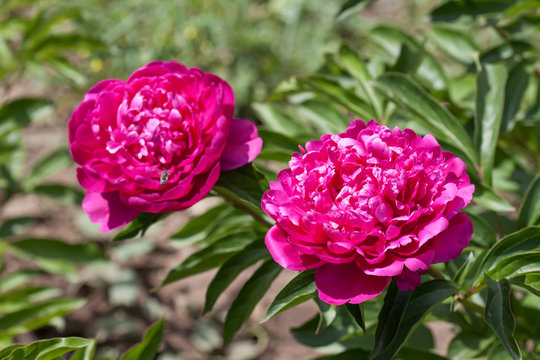 Beautiful red flowers bushes, peonies in the park, floral wallpaper