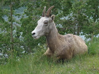 Bergziege bei Lake Minnewanka
