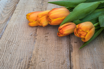 Spring orange tulips on a vintage wood background.