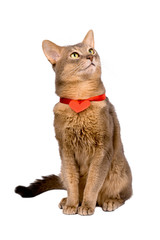 Abyssinian cat wearing red heart on ribbon,  isolated