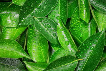 Naklejki  Wet Fresh tropical Green leaves background