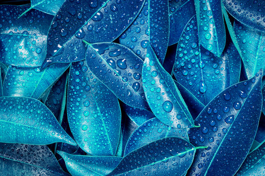 Wet Fresh Tropical Blue Leaves Background