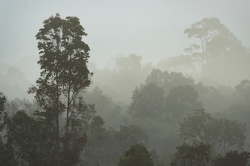 morning fog in dense tropical rainforest, Thailand