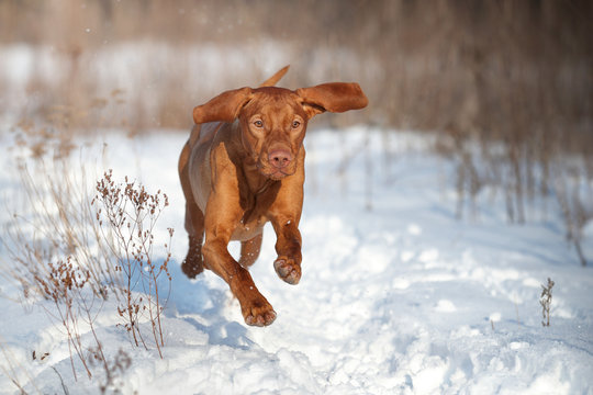 Vizsla dog running in the snow