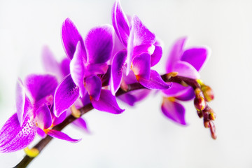 Fototapeta na wymiar Macro image of orchid flower, captured with a small depth of field. Floristic colourful abstract background