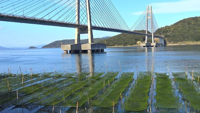 青オサ養殖の島