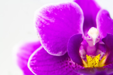 Macro image of orchid flower, captured with a small depth of field. Floristic colourful abstract background
