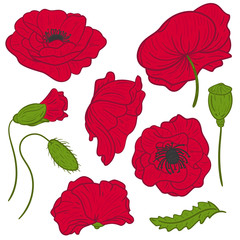 Hand drawn set of poppy flower. Isolated on white background. Vintage vector illustration.