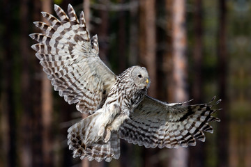 animal