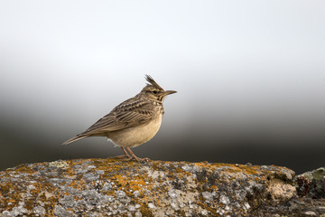 animal