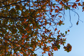 the nature landscape view of tropical forest, Asia