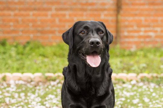 Happy beautiful black labrador with his tongue hanging out over green background