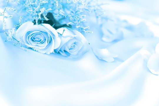 Fototapeta soft sweet rose flowers for love romance or wedding background