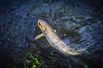 Wild brown trout on the hook under the water.