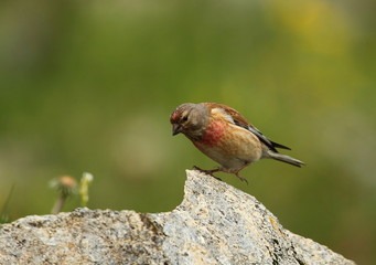 wildlife