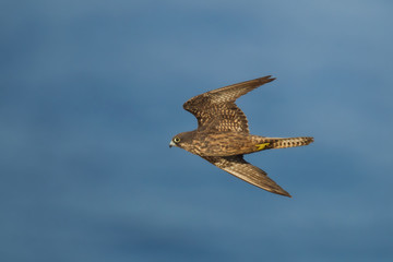 wildlife