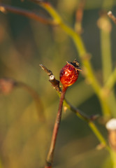 Dry briar on the branch on green natural background