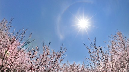 桜の風景・春の日輪