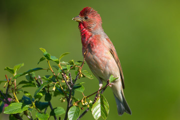 wildlife