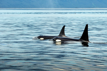 Fototapeta premium wildlife