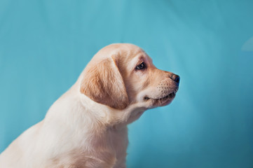Yellow labrador retriever puppy cute smile