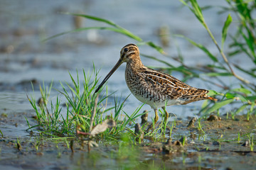 wildlife